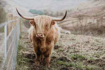 scottish highland cow