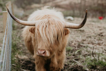 scottish highland cow