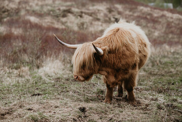 scottish highland cow