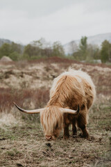 scottish highland cow