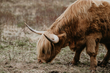scottish highland cow