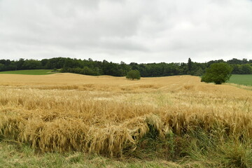 Champ de blé sous un ciel gris près du bourg de Champagne au Périgord Vert 
