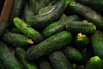 Fresh cucumbers on the counter of a store, a vegetable shop, a farmer's market.