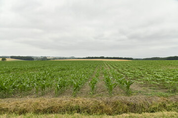 Champ de tournesols pas encore en fleur près du bourg de Champagne au Périgord Vert  © Photocolorsteph