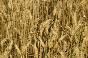 Épis de blé dans un champ près du bourg de Champagne au Périgord Vert  © Photocolorsteph