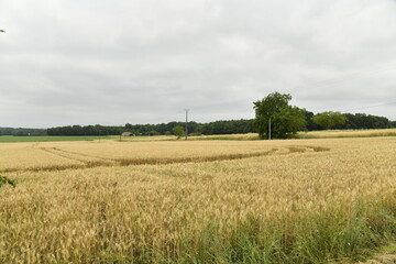 Traces de passage de tracteur dans un champ de blé près du bourg de Champagne au Périgord Vert  © Photocolorsteph