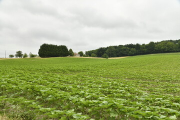 Champ de tournesols pas encore en fleur près du bourg de Champagne au Périgord Vert  © Photocolorsteph