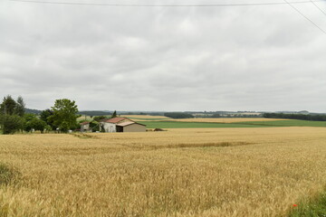 Champ de blé sous un ciel gris près du bourg de Champagne au Périgord Vert  © Photocolorsteph