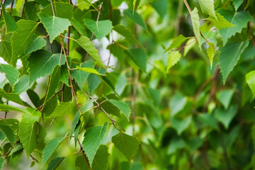Green leaves close-up in summer