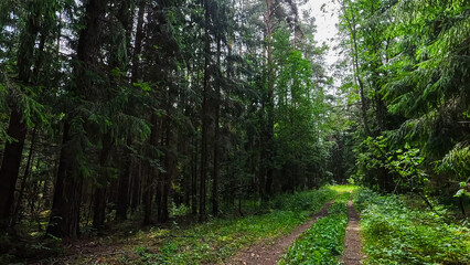 Summer Pine Forest