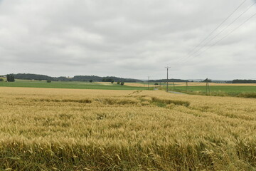 Traces de passage de tracteur dans un champ de blé près du bourg de Champagne au Périgord Vert  © Photocolorsteph
