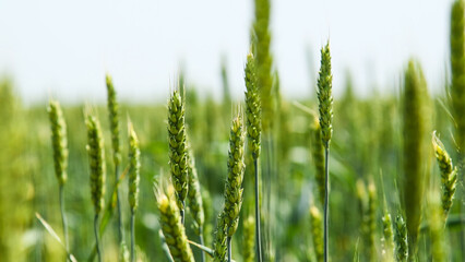 Green wheat field.