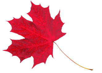 Beautiful red dry maple leaf isolated on transparent background.