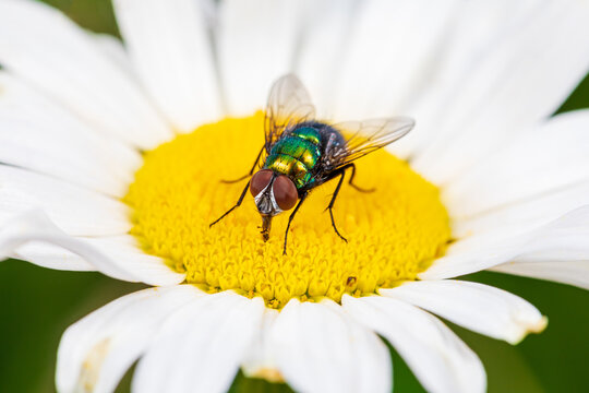 Green Bottle Fly on white flower. Insect identification, pollinator habitat, and backyard flower garden concept.