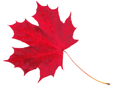 Beautiful red dry maple leaf isolated on transparent background.