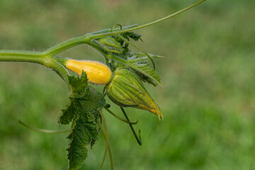 Ornamental, decorative, gourd vine with fruit and blossom growing in garden. Vegetable garden, gardening and fall season decoration concept.