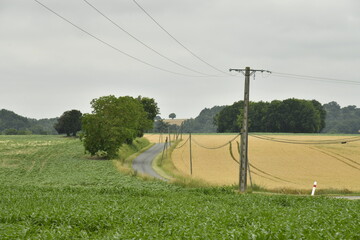 Lignes électriques longeant une route de campagne et champs de blé et maïs près du bourg de Champagne au Périgord Vert  © Photocolorsteph