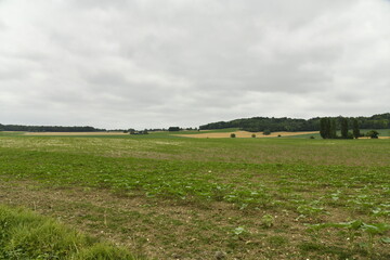 Champ de patates sous un ciel gris près du bourg de Champagne au Périgord Vert  © Photocolorsteph