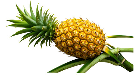 Pineapple still life with leaves on Transparent Background