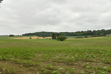 Champ de patates sous un ciel gris près du bourg de Champagne au Périgord Vert  © Photocolorsteph