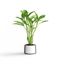 A green plant with long, slender leaves in a white pot on a white background.