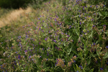 Close-up of a lush field filled with delicate purple wildflowers in bloom. The soft focus and warm tones create a peaceful and natural atmosphere, spring or summer backgrounds. Nature of Serbia.