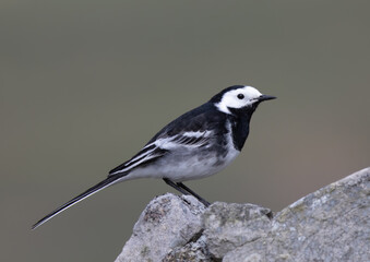Pied Wagtail on stone wall with muted backdrop