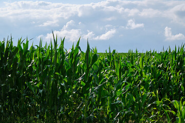 Green corn field with corn cobs. Corn green field.