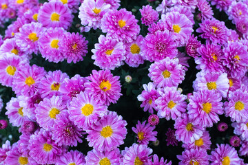 Vibrant Purple Chrysanthemum Flowers in Full Bloom for publication, poster, calendar, post, screensaver, wallpaper, postcard, cover, website. High quality photography