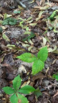 Gardner Snake Slithering Away in Underbrush (Garrison, New York, USA)
