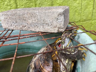 Close up red ear turtle in cage 
