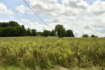 Ciel gris au dessus d'un champ de blé près du bourg de Champagne au Périgord Vert  © Photocolorsteph