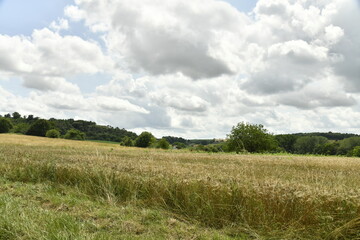 Ciel gris au dessus d'un champ de blé près du bourg de Champagne au Périgord Vert 