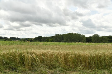 Ciel gris au dessus d'un champ de blé près du bourg de Champagne au Périgord Vert  © Photocolorsteph