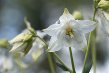 White columbine flowers, Aquilegia vulgaris ‘Nivea’, Munstead White, Granny's Bonnets, blooming in springtime, close-up soft focus with background blur