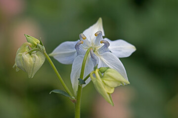 Fototapeta premium White columbine flower, Aquilegia vulgaris ‘Nivea’, Munstead White, Granny's Bonnets, blooming in springtime, rear close-up of petal spurs with green background blur