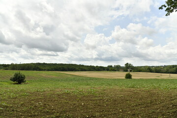 L'arbre isolé dans une prairie sous un ciel gris près du bourg de Champagne au Périgord Vert  © Photocolorsteph