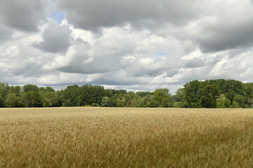Ciel gris au dessus d'une forêt près du bourg de Champagne au Périgord Vert  © Photocolorsteph