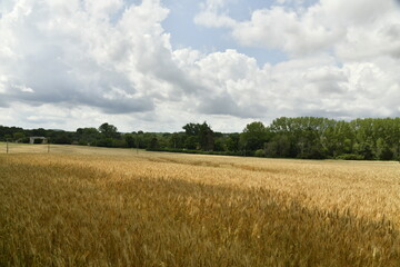 Champ de blé sous de gros cumulus gris près du bourg de Champagne au Périgord Vert  © Photocolorsteph