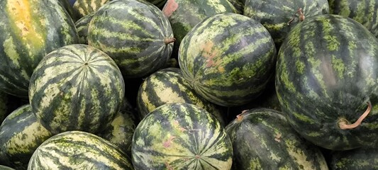 Fresh watermelon from the orchard. Agricultural products.