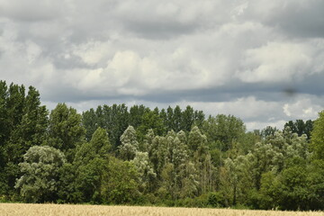 Ciel gris au dessus d'une forêt près du bourg de Champagne au Périgord Vert  © Photocolorsteph