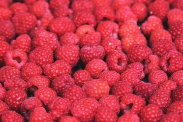 red raspberries background