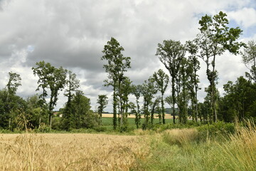 Forêt de spécimens rares sous un ciel gris près du bourg de Champagne au Périgord Vert  © Photocolorsteph