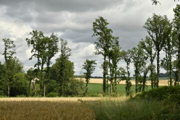 Forêt de spécimens rares sous un ciel gris près du bourg de Champagne au Périgord Vert 