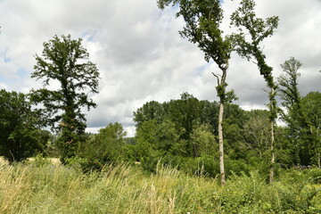 Forêt de spécimens rares sous un ciel gris près du bourg de Champagne au Périgord Vert 