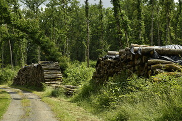 Tas de bois le long d'un chemin en pleine forêt près du bourg de Champagne au Périgord Vert  © Photocolorsteph