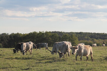 hungarian grey cattle in the field