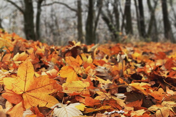 autumn leaves on the ground