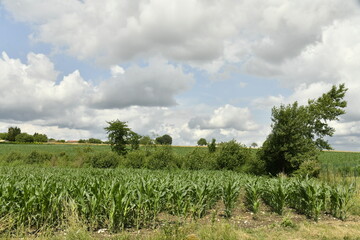 Gros cumulus gris au dessus d'un champ de maïs près du bourg de Champagne au Périgord Vert  © Photocolorsteph
