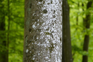 Lichens (Latin: Lichenes) on the bark of living trees. Schorfheide, Brandenburg, Germany.
